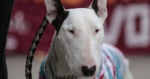 Tenía 80 perros hacinados: sujeto fue detenido por maltrato animal en Peñaflor
