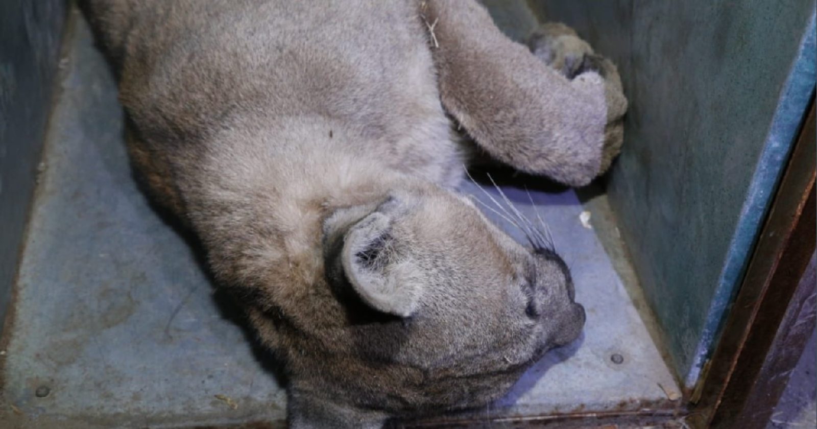 puma colina