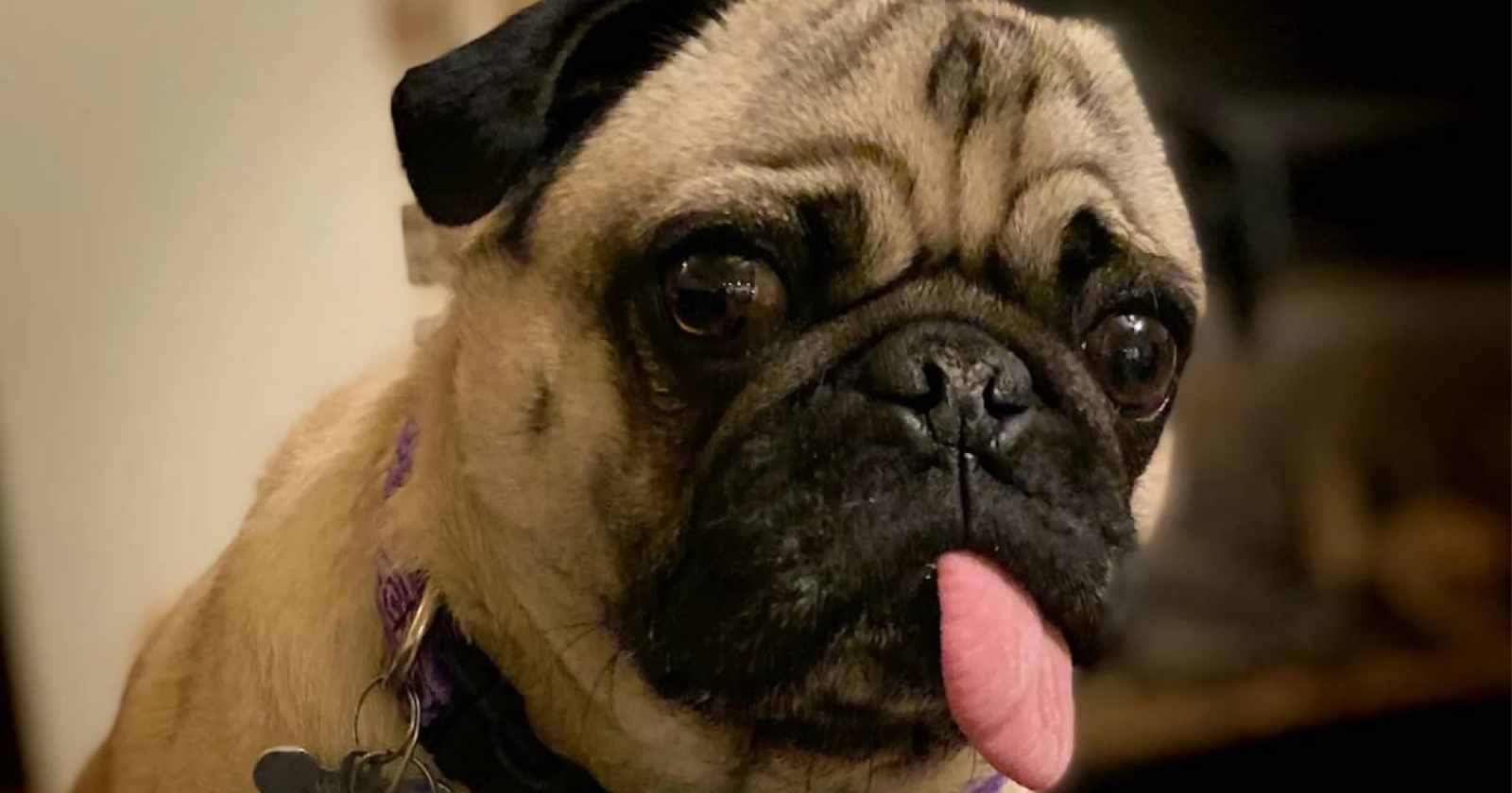 perro pug coronavirus