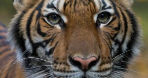 Coronavirus se extiende al zoológico de Nueva York: confirman ocho animales contagiados