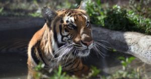 Tigre da positivo por coronavirus en zoológico de Estados Unidos