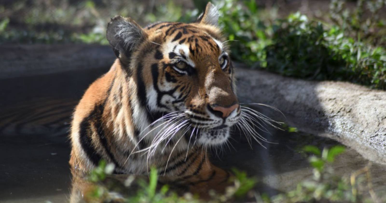 tigre coronavirus Estados Unidos