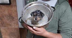 Bomberos rescató a perrito que quedó atrapado en un molde de queque