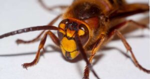 Alerta en Estados Unidos por avispón asiático capaz de matar personas y destruir colmenas de abejas