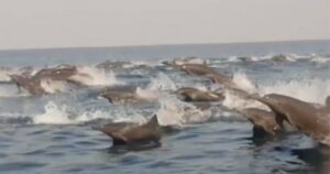 VIDEO | En medio de la cuarentena, registran a cientos de delfines disfrutando en el mar en México