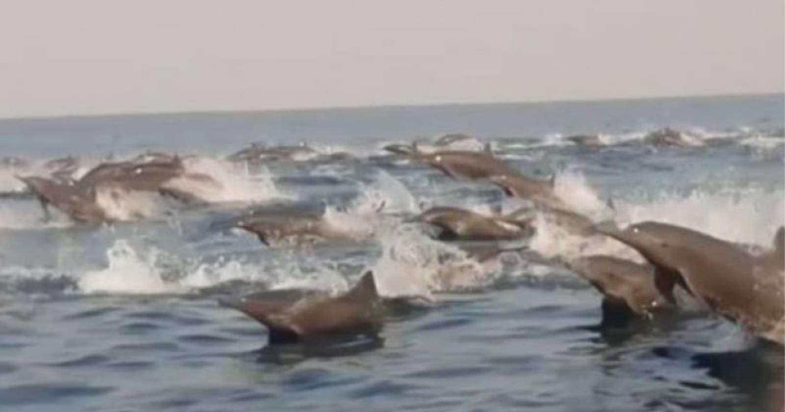 delfines