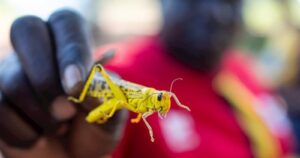 VIDEO | India sufre una impactante plaga de langostas y temperaturas de 50 grados en medio de la cuarentena por el coronavirus 