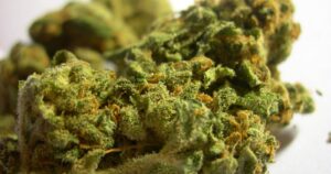 Argentina: compró marihuana, pero le vendieron pasto y simuló secuestro para recuperar el dinero