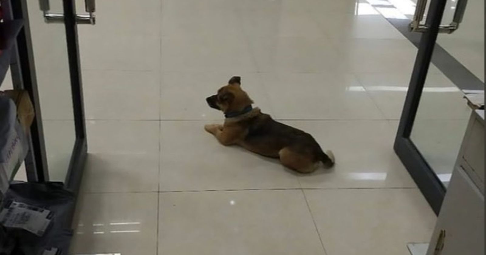 perro coronavirus