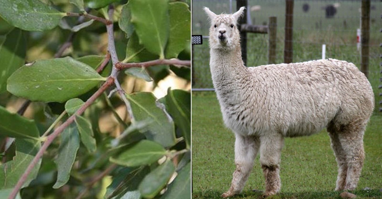 quillay coronavirus