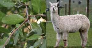 Quillay y alpacas: las claves chilenas en la lucha contra el coronavirus