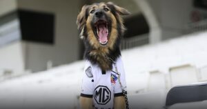 Dolor en los albos: Colo Colo informó la muerte de su mascota oficial 