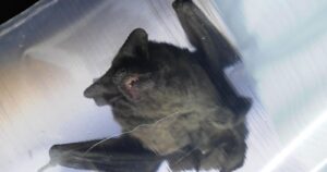 Encuentran cientos de nuevos coronavirus en murciélagos de China