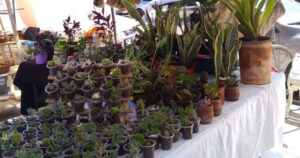 Planta Infinita: el emprendimiento que une la naturaleza, la belleza y la salud