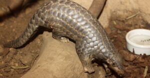 Virus mutante: estudio afirma que el coronavirus sería un híbrido de dos animales