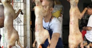 En plena pandemia, China abrió su feria anual de carne de perro