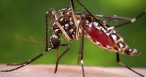 La otra epidemia de América Latina: el dengue ha infectado a más de un millón de personas