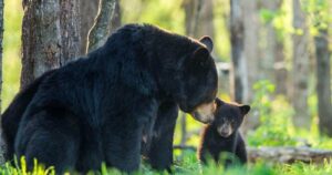 Oficial ganó juicio por haberse negado a matar a dos cachorros de oso en Canadá