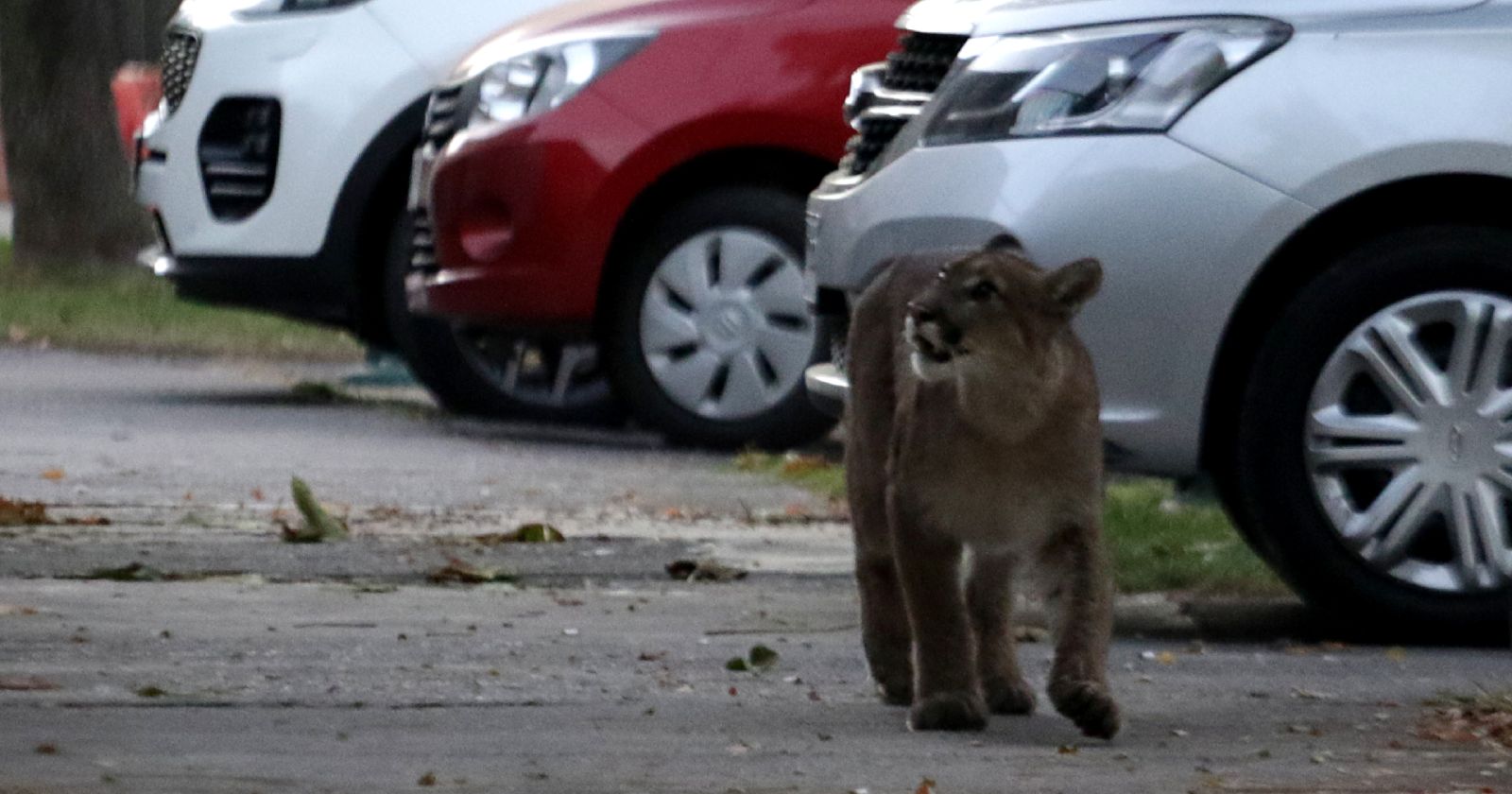 puma La Florida