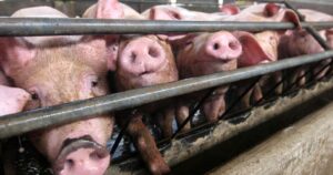 Alerta en Brasil por nueva gripe porcina con potencial pandémico