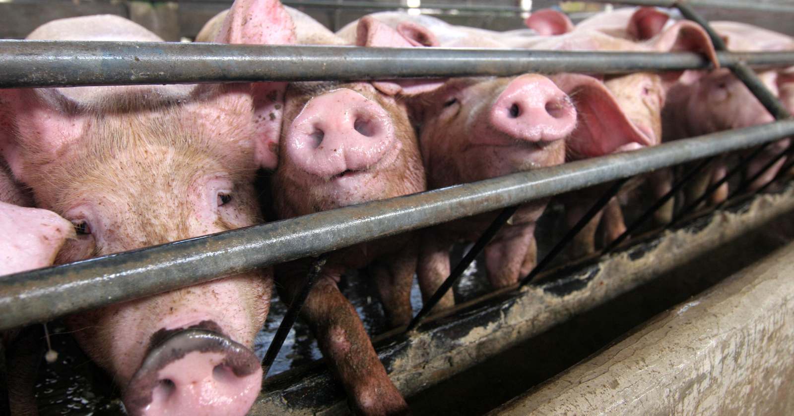 gripe porcina Brasil