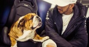 Veterinarios advierten sobre riesgos de dieta vegana para perros y gatos