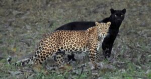 La foto de una pantera negra y un leopardo juntos que causa furor en las redes sociales
