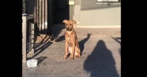 Pandemia: el perro que se transformó en la mascota de la Municipalidad de Providencia