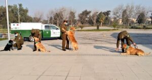 Carabineros entrenará a perros para detectar a personas con COVID-19