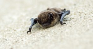 Linaje del coronavirus circula en los murciélagos desde hace 70 años