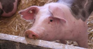 OMS afirma que gripe porcina encontrada en China no es un virus nuevo