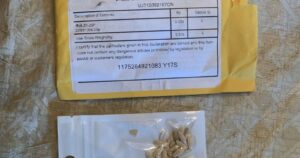 El misterio de las semillas chinas que tiene en alerta a Estados Unidos