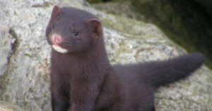 España: ordenan sacrificar casi 100 mil visones por rebrote de coronavirus