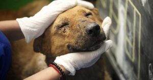 Telemedicina veterinaria: una opción para cuidar a las mascotas en la pandemia