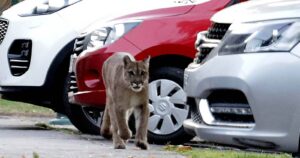 Captan a puma recorriendo calles de Huechuraba: aún no es capturado