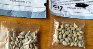 Por qué las envían y qué debo hacer si recibo un paquete con misteriosas semillas chinas