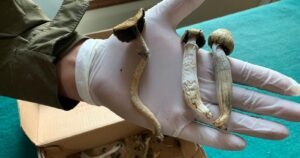 Incautan más de dos kilos de marihuana y hongos 