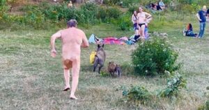 Jabalí podría ser sacrificada: robó notebook a nudista en Alemania