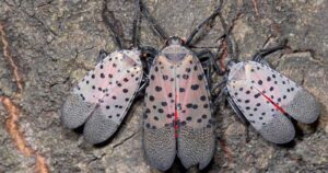 Decretan cuarentena en Nueva Jersey por inusual plaga de la mosca linterna