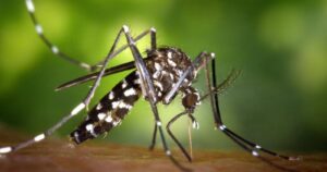 Dos muertos en España por brote de virus del Nilo Occidental que se transmite por picadura de mosquito 