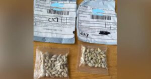 Resuelven misterio de las semillas chinas que llegaron a Estados Unidos, Canadá y Reino Unido