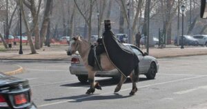 Alcaldesa Evelyn Matthei inicia búsqueda de El Zorro de Providencia