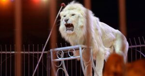 Francia prohibirá los animales salvajes en los circos