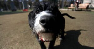 Las recomendaciones de 