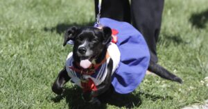 Para evitar sustos: las recomendaciones para cuidar de tu mascota en Halloween