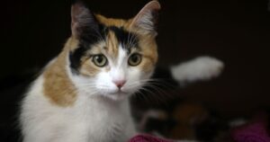 Investigación chilena confirma que los gatos pueden contagiarse del coronavirus de sus dueños