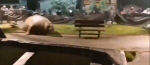 VIDEO - Elefante marino paseó por las calles de Puerto Cisnes en Aysén
