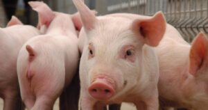 China descubre nuevos casos de peste porcina africana