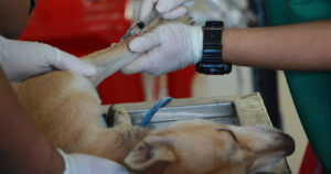 Universidad San Sebastián abre carrera de Medicina Veterinaria en su sede de Santiago
