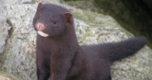 Francia sacrifica a visones tras detectar mutación del coronavirus